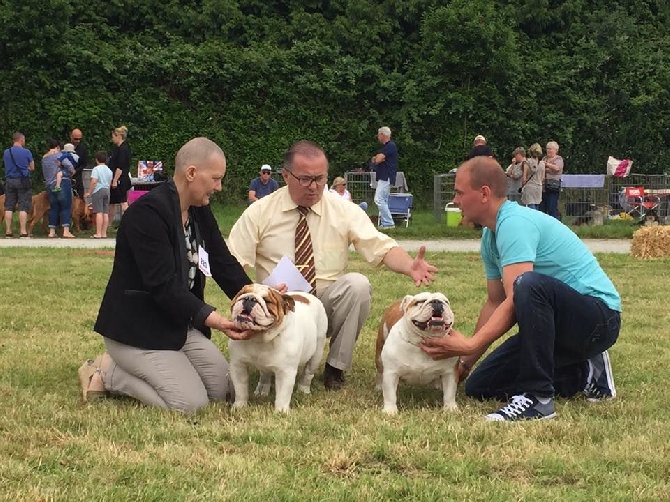 du Chien Beauté - un doublé en expo pour mes bulls d' amours !