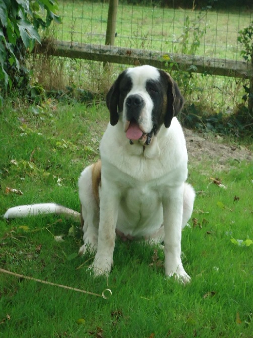 du Chien Beauté - IGLOO fait le CACS + meilleur de race a LA ROCHE SUR YON 