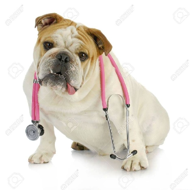 du Chien Beauté - testesEchocardiographie ( anomalies cardiaque ) pour jive et idem 