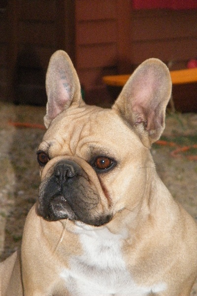 Bambou du Chien Beauté