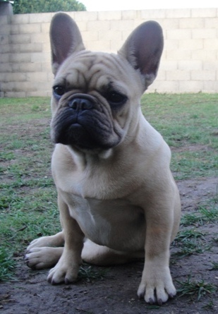 Fendi du Chien Beauté