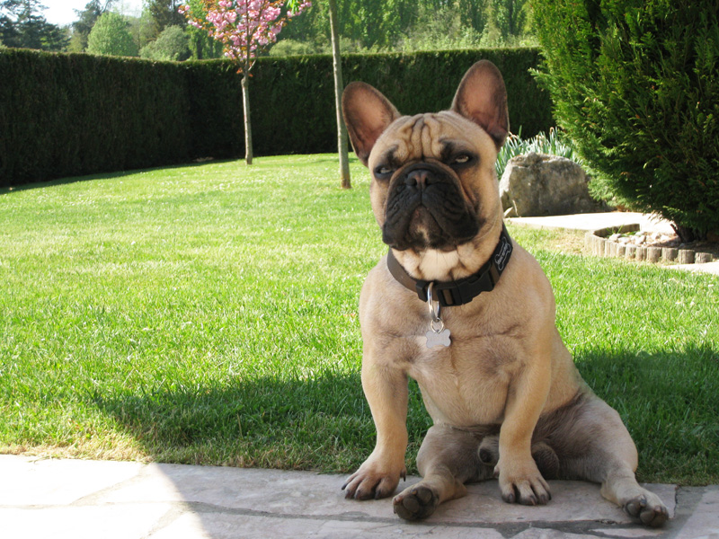 Fire-bull du Chien Beauté