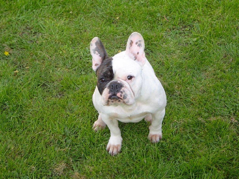 Bounty du Chien Beauté