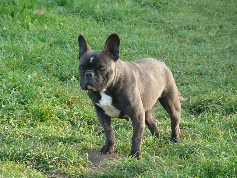 Chanel du Chien Beauté