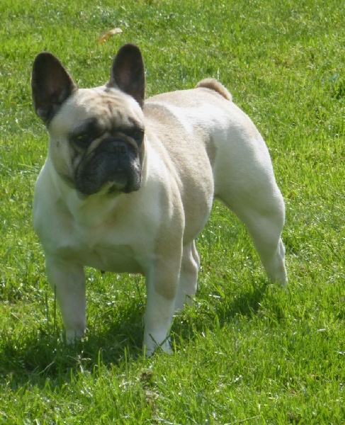 Fairy rose du Chien Beauté