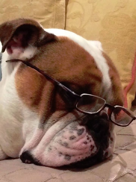 Horus du Chien Beauté
