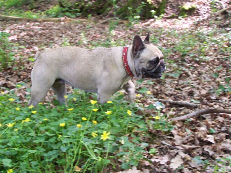 Flore du Chien Beauté