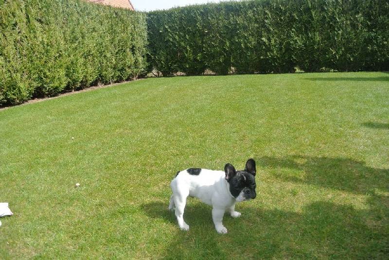 Ixo du Chien Beauté